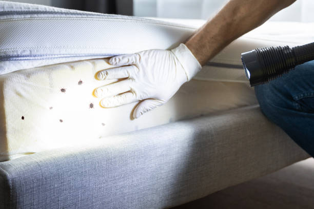 Reliable Sterling, KS Pest Control Solutions