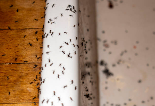 Best Pest Control Near Me  in Sterling, KS